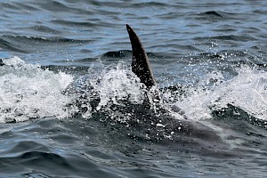 Dolphin fin Photo: John Duxbury, 2021.