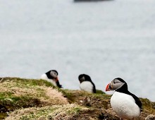 Getting close to puffins in the Treshnish Isles