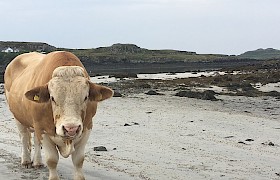 Bull on Muck. Photo: Denise Bennion.