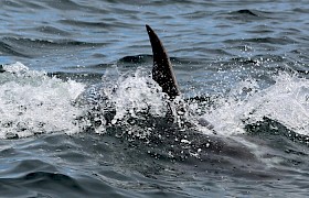 Dolphin fin. Photo John Duxbury.