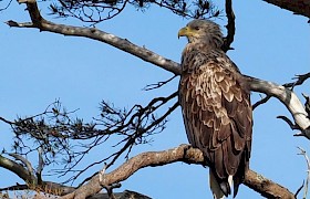 Eagle. Photo: Jonathan Gilbride.