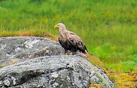 Golden Eagle. Photo: Alan Charleton.