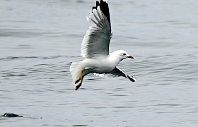 Herring Gull. Photo: Harvey Trop.