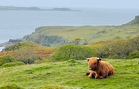 Highland Cow on Mull. Photo: Allyson Ross.