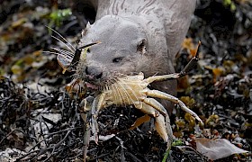 Otter with Crab by Alan Charleton