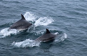 Two dolphins. Photo: Caroline McAslan.