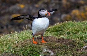 Puffin on Lunga by Moira Ratcliffe