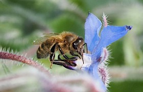 Winner of Wildlife Category - Bee by David Jackson