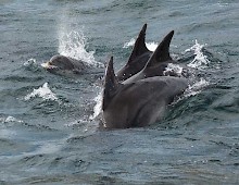 Dolphins are often spotted