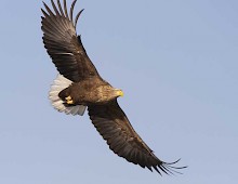 White-tailed eagles are frequently seen