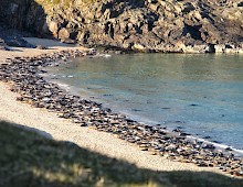 Seals hauled up on the the shore in Mingulay Bay