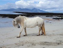 Wild Horse on the Island of Muck.