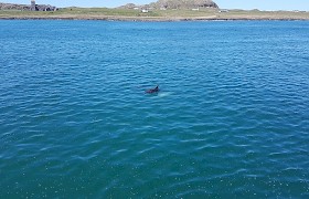 Iona and a dolphin by Neil White
