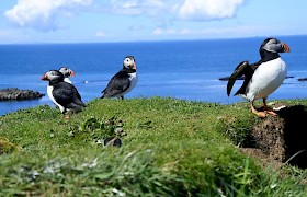 Puffins on Lunga by Gordon Howe