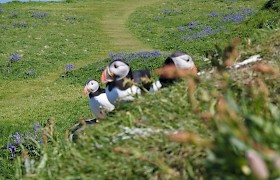 Puffins on Lunga by Gordon Howe