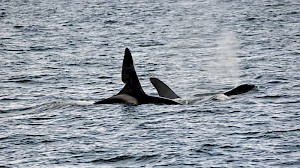 Orcas photographed from Glen Massan