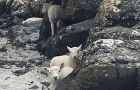 Lambs on Muck