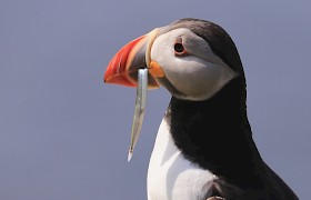 Puffin with sand eel
