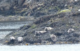Seals in the Sound of Jura
