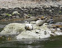 Seals relaxing in the Summer Isles